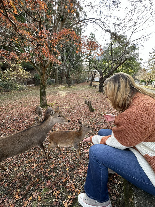 Deer Encounters and Temple Wonders in Nara Park 
