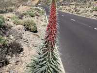 Tenerife Natural Beauty🌴