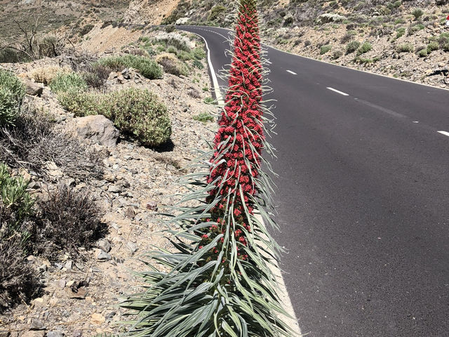 Tenerife Natural Beauty🌴