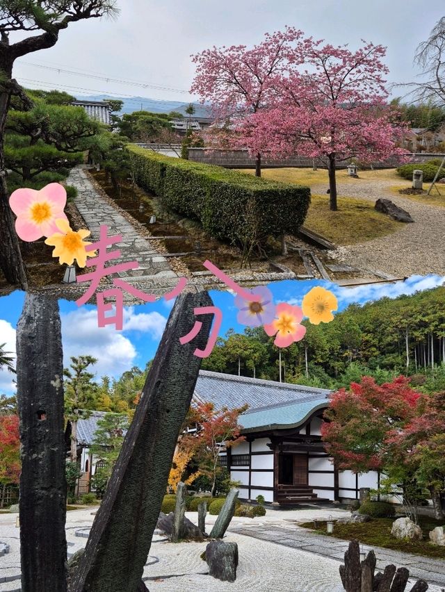 Temple Tranquility🍃