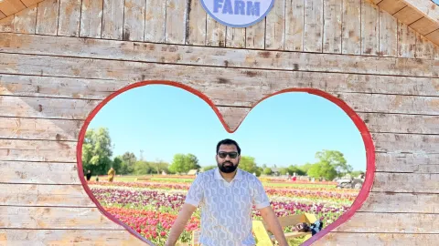 Lost in a Sea of Colors at Tulleys Tulip Fields 🌷 — traveler post in Crawley