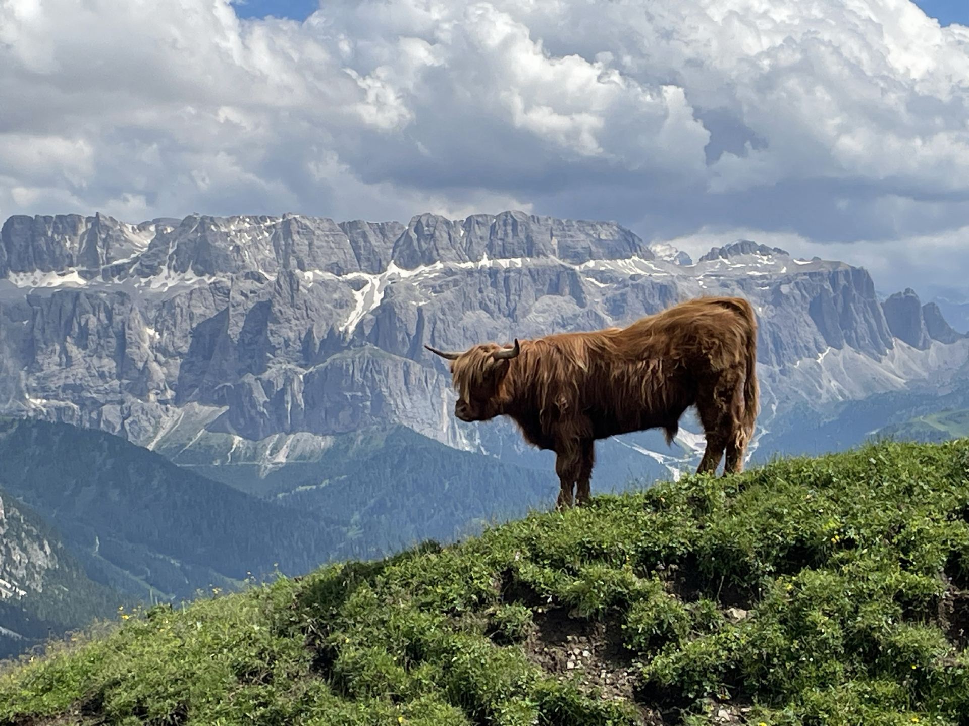 🐮🏔️ Highland Cows & Alpine Animals on the Way to Seceda