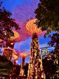 Unforgettable Day and Night at Gardens by the Bay, Singapore