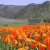 wren_3748
