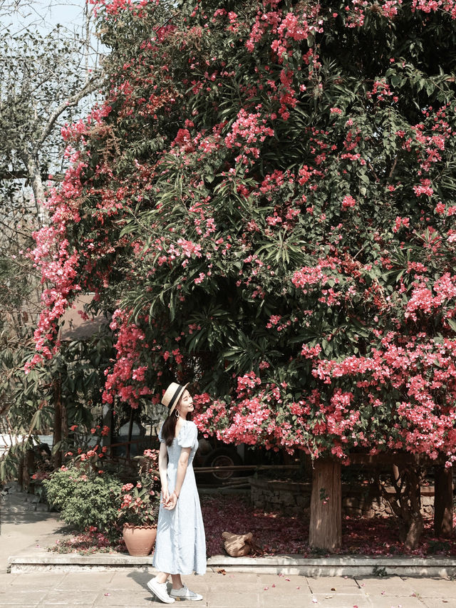 There is only one reason to go to Luang Prabang: collecting the blooming flowers on the streets.