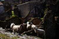 Sheep have become an important force in protecting the ancient ruins of Pompeii.