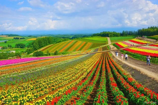 Do you know how beautiful Hokkaido in Japan is?