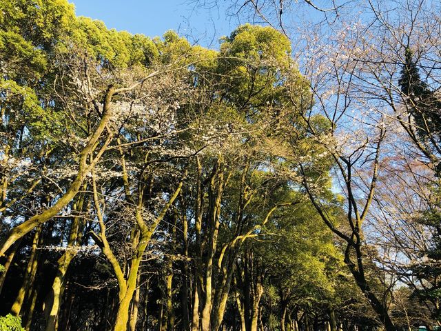 Yoyogi Park Spring Flower Viewing