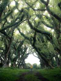 Indonesia's must-visit 🌲Lord of the Rings forest feels like a journey to the underworld!