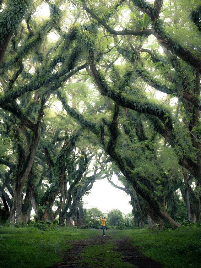 Indonesia's must-visit 🌲Lord of the Rings forest feels like a journey to the underworld!