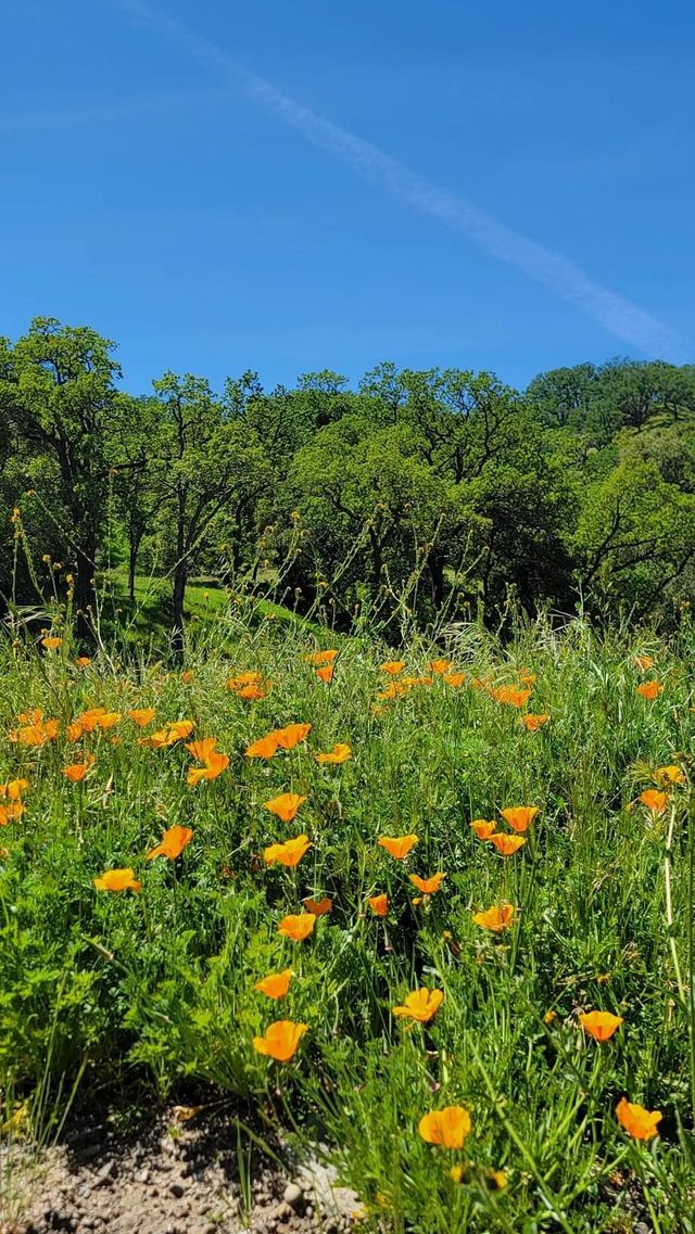 USA Outdoor Hiking | Sunol Town, San Francisco