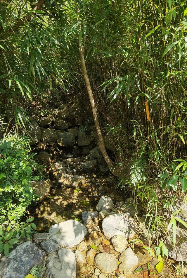 香港行山第十四站—鳳凰徑一段二段