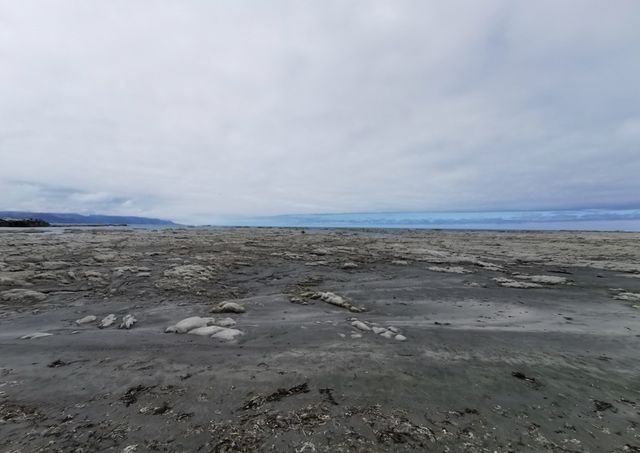 凱庫拉親子遊：自然奇觀與文化探索的完美家庭旅行指南