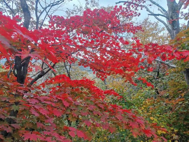 崗山賞紅葉