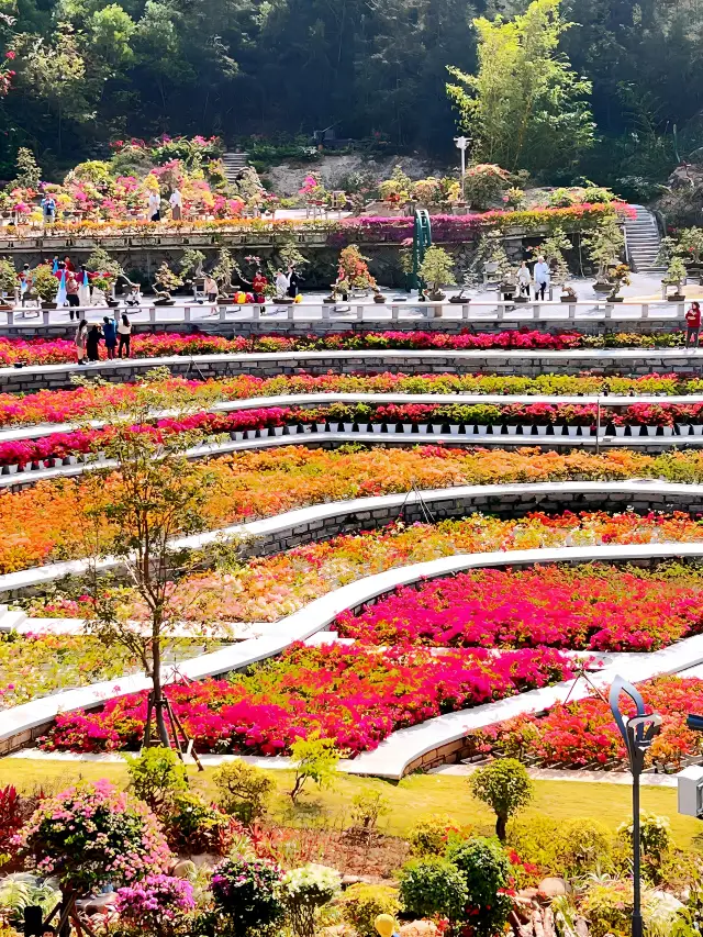 厦门植物園｜0円で国家レベルの三角梅の基地にチェックイン！