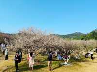 到香雪公園看梅花