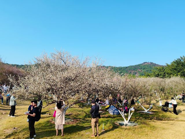 到香雪公園看梅花