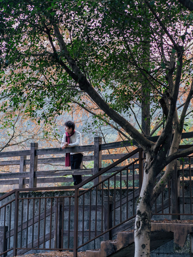 重慶主城區的後花園| 冬天也能出片的寶藏公園