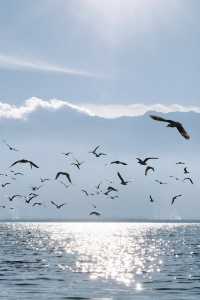 冬季大理旅行｜洱海看海鸥就去這個地方！