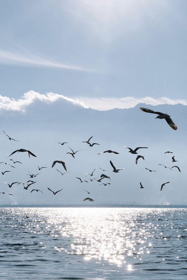 冬季大理旅行｜洱海看海鸥就去這個地方！