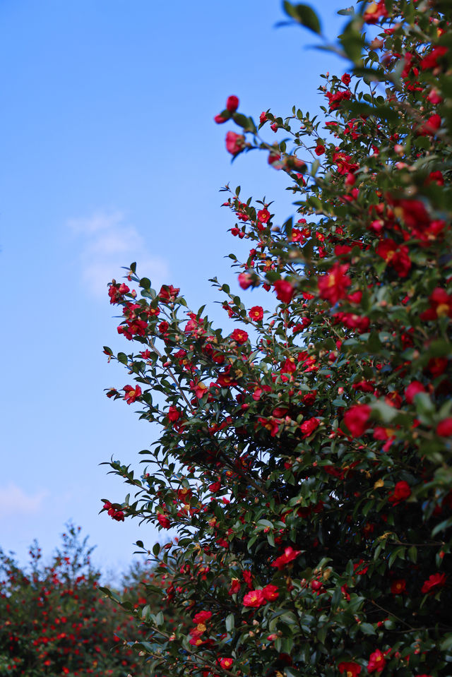 濟州冬日限定景色-山茶花