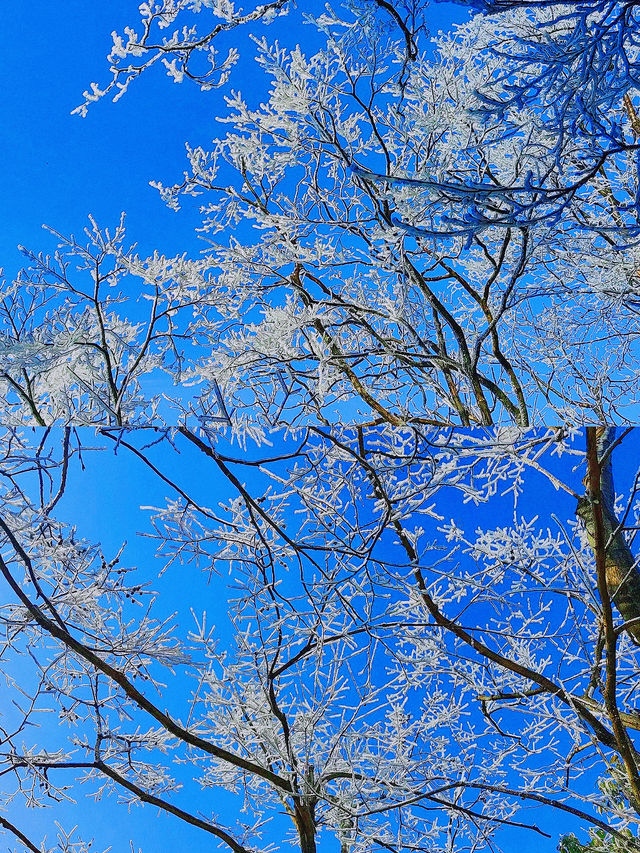 春節想看這樣的張家界，聽我10句勸!