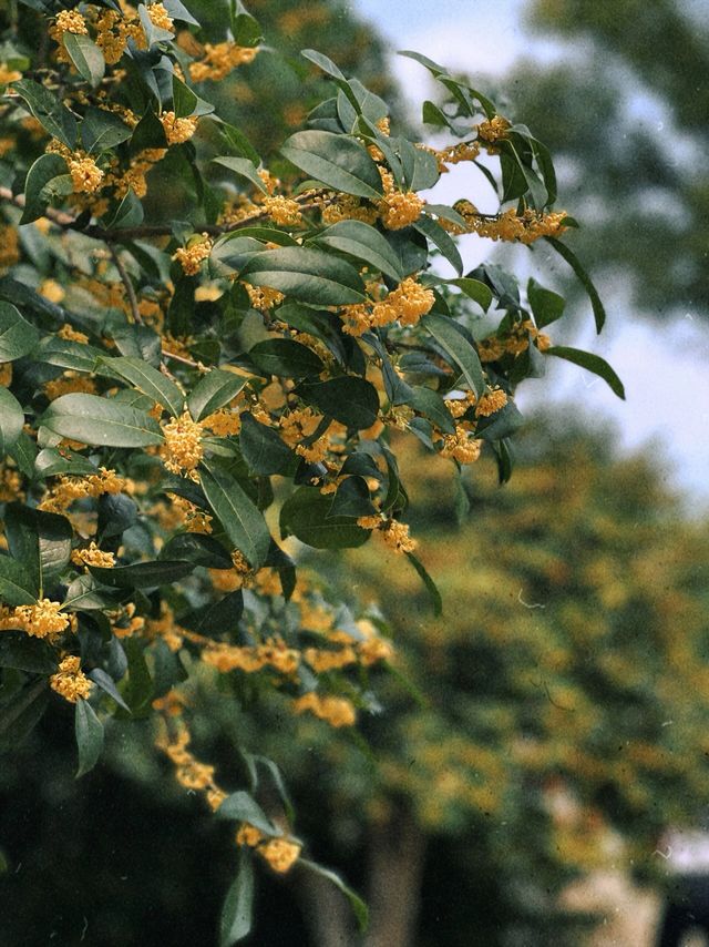 尤家花園，又稱“淮上公園”