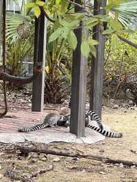 廣州動物園遊玩攻略20元帶你看熊貓