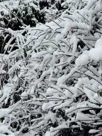 豐鳳凰古城的雪,南方小土豆的快樂!