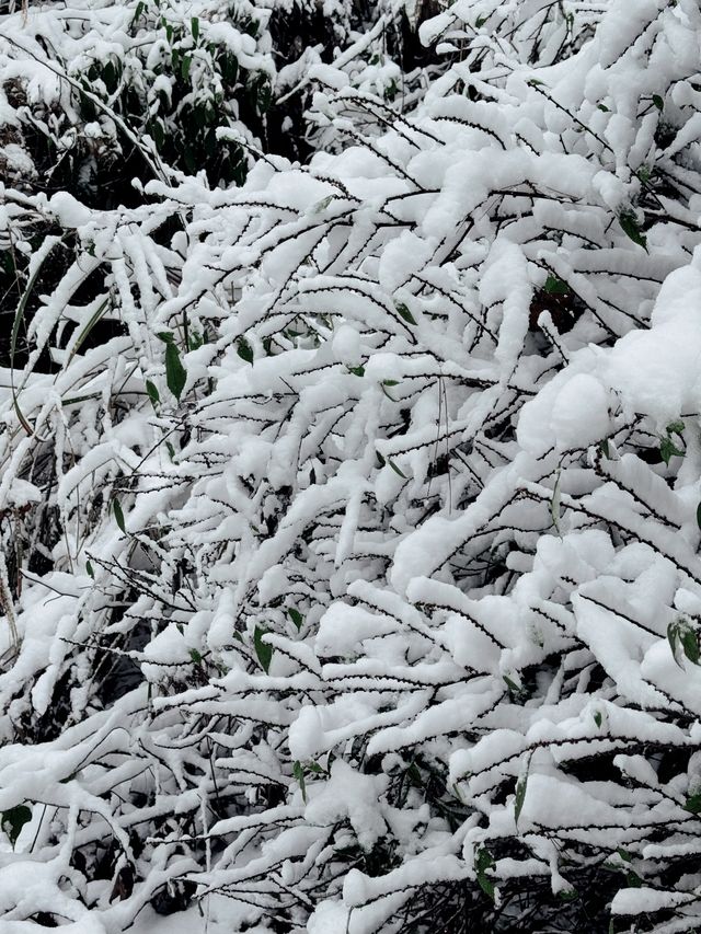 豐鳳凰古城的雪,南方小土豆的快樂!