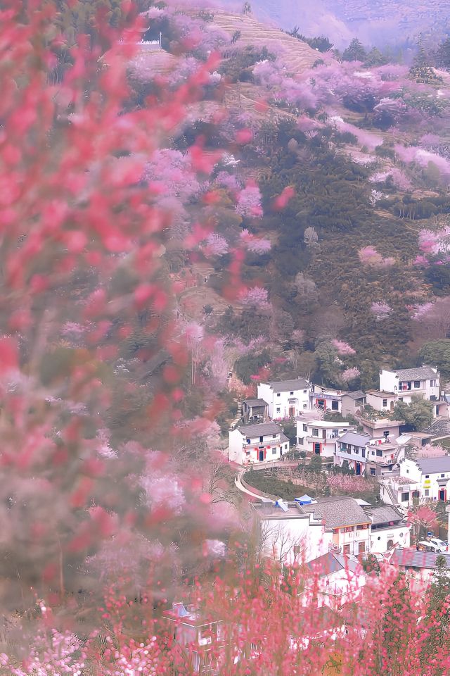 賣花漁村|美到失語的世外梅源安徽