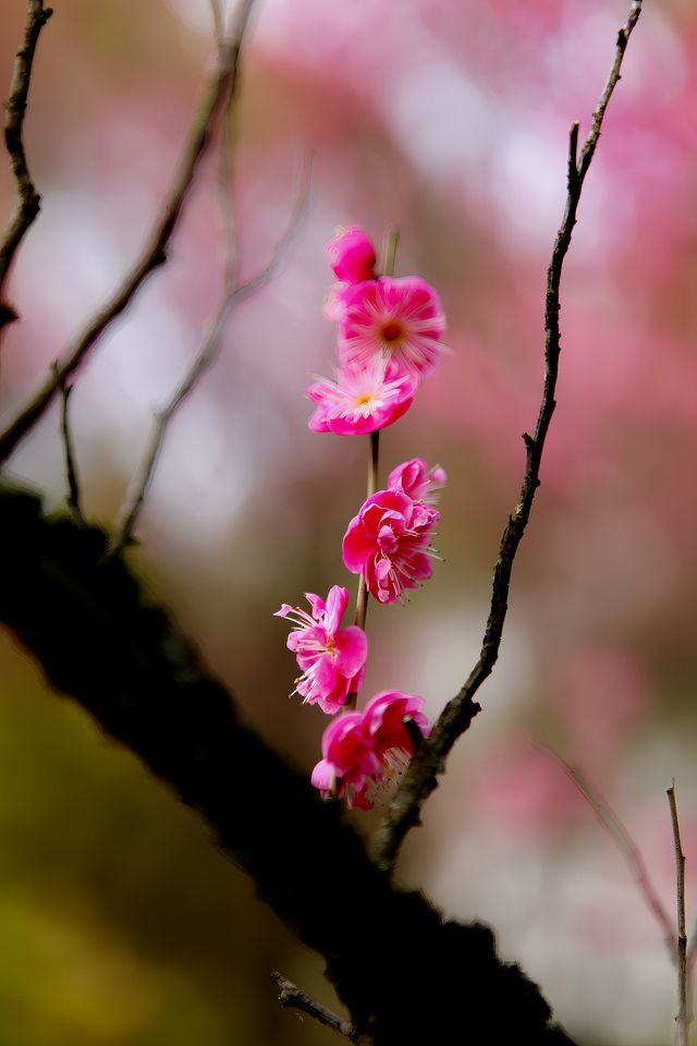 烁烁其華，匡河桃花