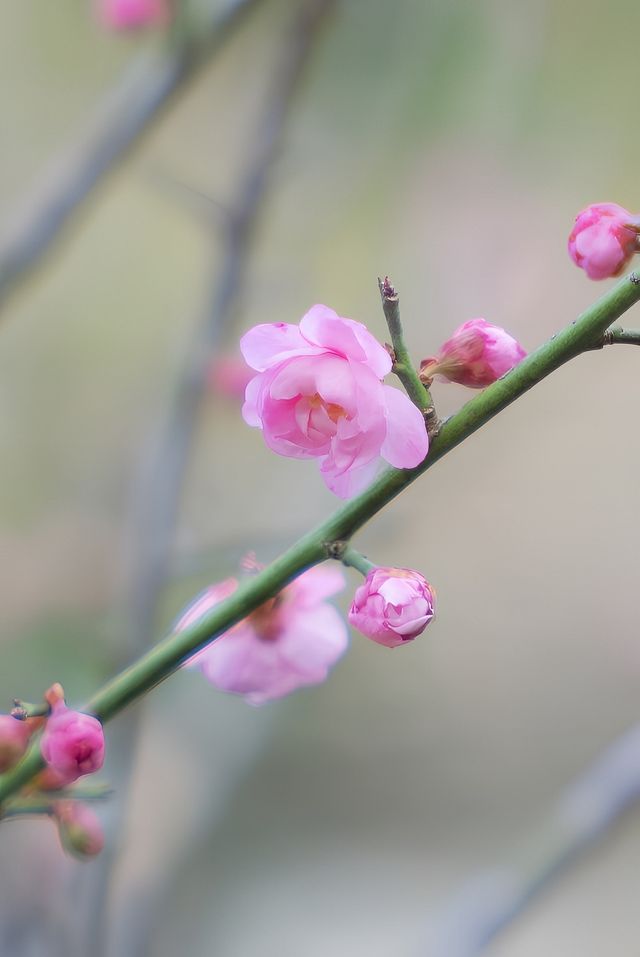 總要來趟興寧吧，感受一下神光山的日