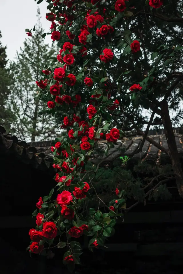 トップストリームの山茶花の滝｜逃したらまた一年待たなければなりません