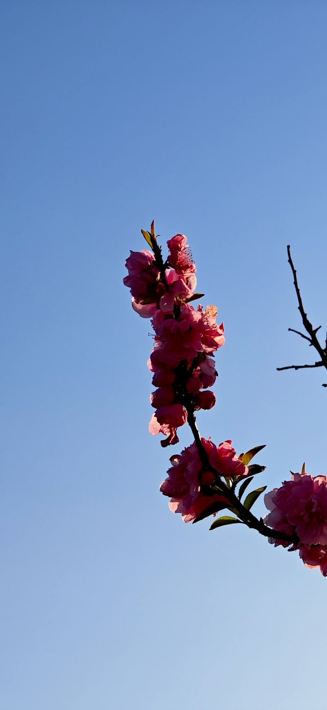 【春日尋芳】東京也有小桃花，寫意入畫天幕上：）