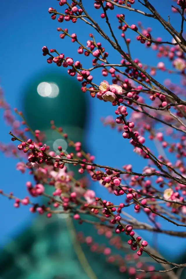 Meiyuan (Plum Garden)