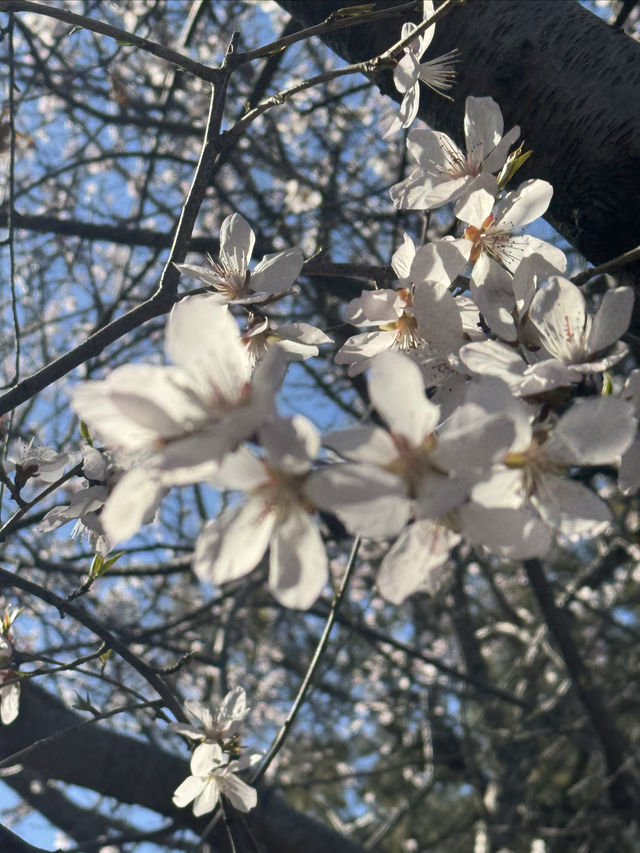 20分鐘公園理論｜北海公園去不夠！！！