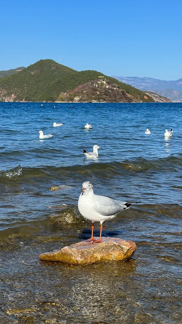 Lugu Lake Journey: Original photos with no filters needed for the breathtaking scenery