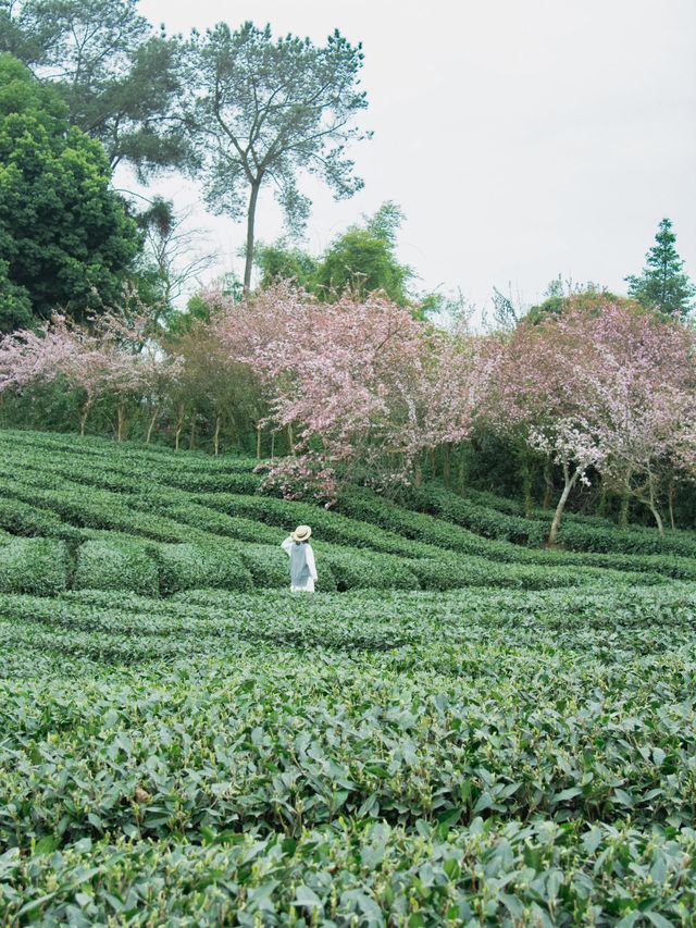 成都周邊｜太愛這個茶園裡開滿櫻花的文藝村