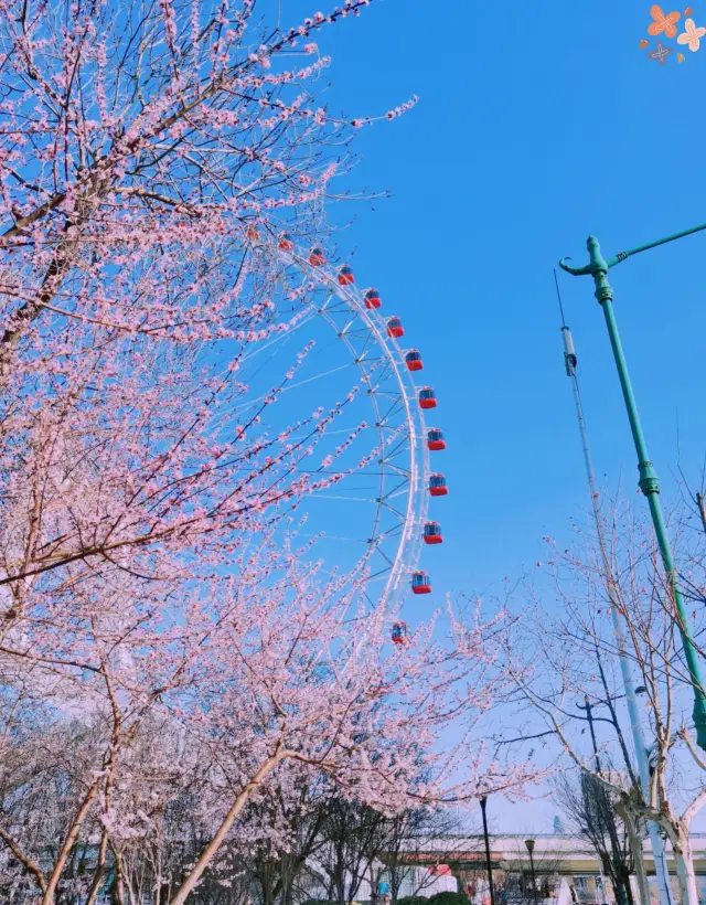 Spring is the perfect time for flower viewing