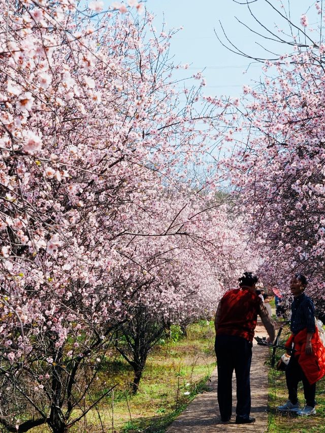 哇塞！發現一個比望月公園櫻花更美的拍照勝地！！