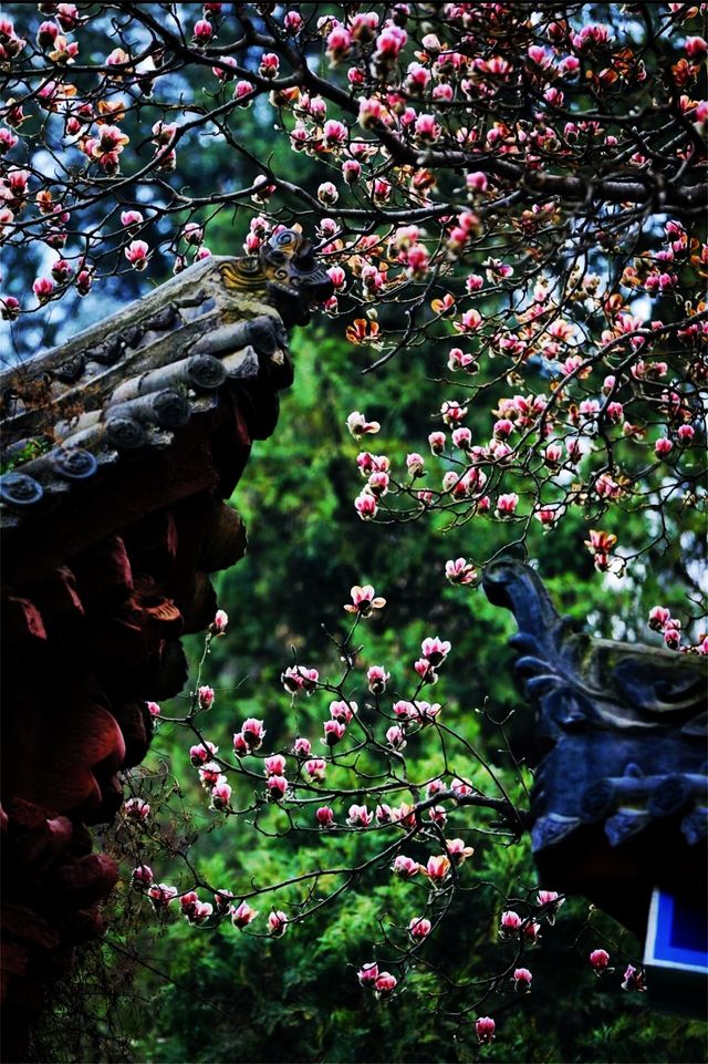 雲霧繚繞人間仙境，雪後的秦嶺終南山南五台雾凇美景