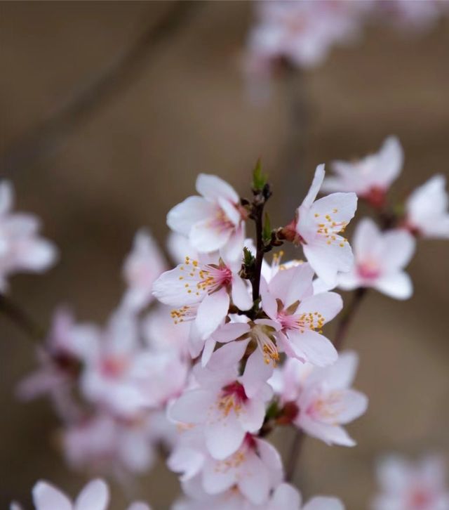 山野桃花開—鄭國渠