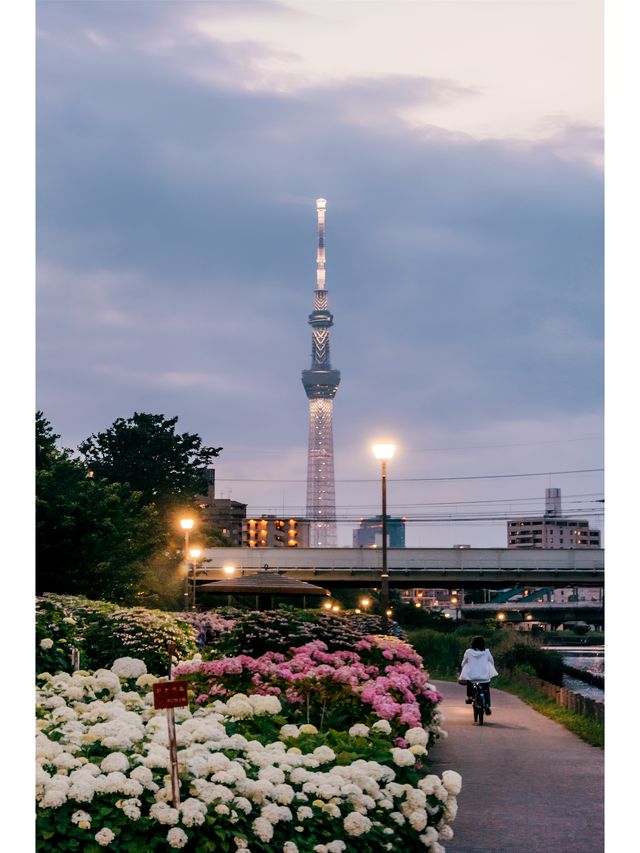 東京免費最美紫陽花觀賞地原來在這裡！