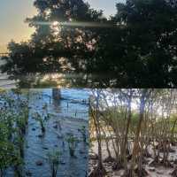 這裡是三亞|深圳海濱生態公園遊玩攻略