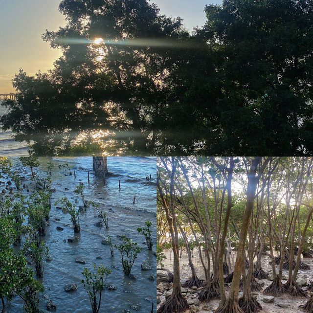 這裡是三亞|深圳海濱生態公園遊玩攻略