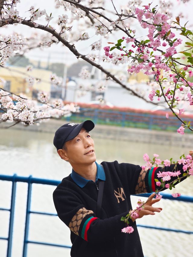 上海櫻花打卡地—浦東高東鎮櫻花園