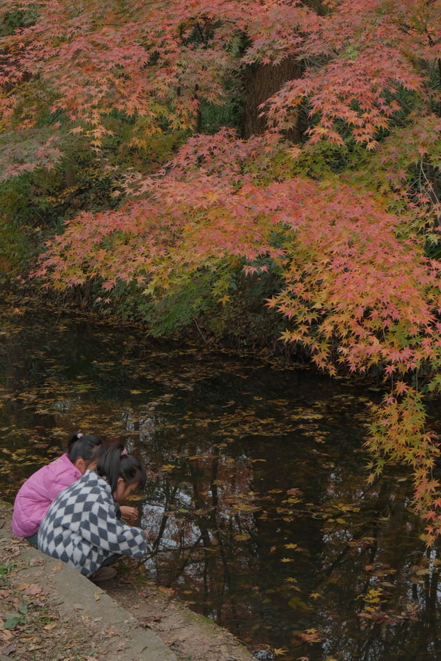 秋冬氛圍感南京中山植物園