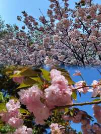 郁金香盛開的季節，恰逢春日定當打卡的寶地