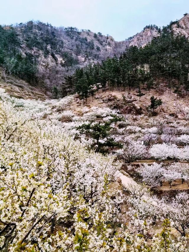 春日賞花好去處，櫻花谷的櫻花全部綻放啦！